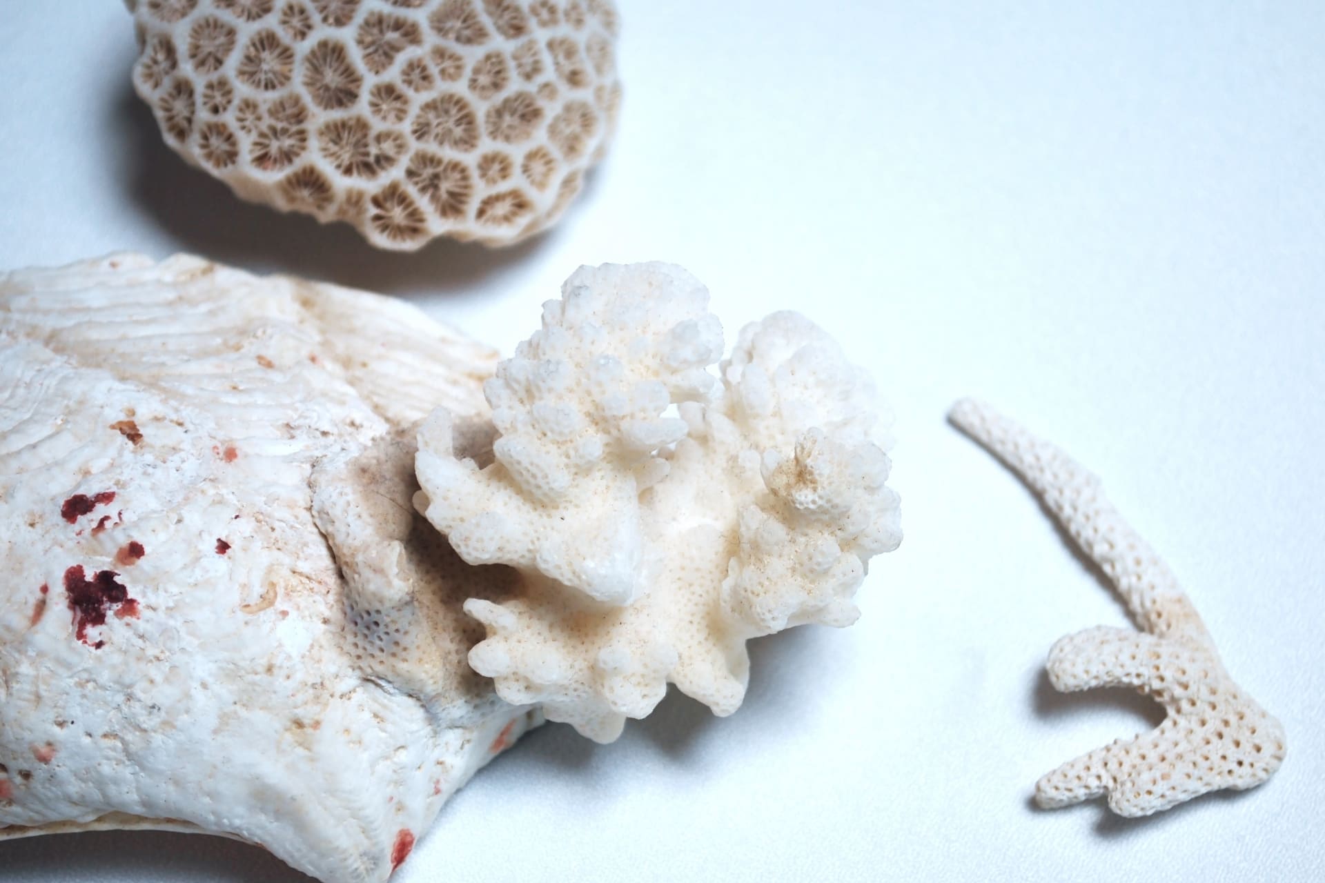 珊瑚のお手入れ方法と高価買取のコツを解説